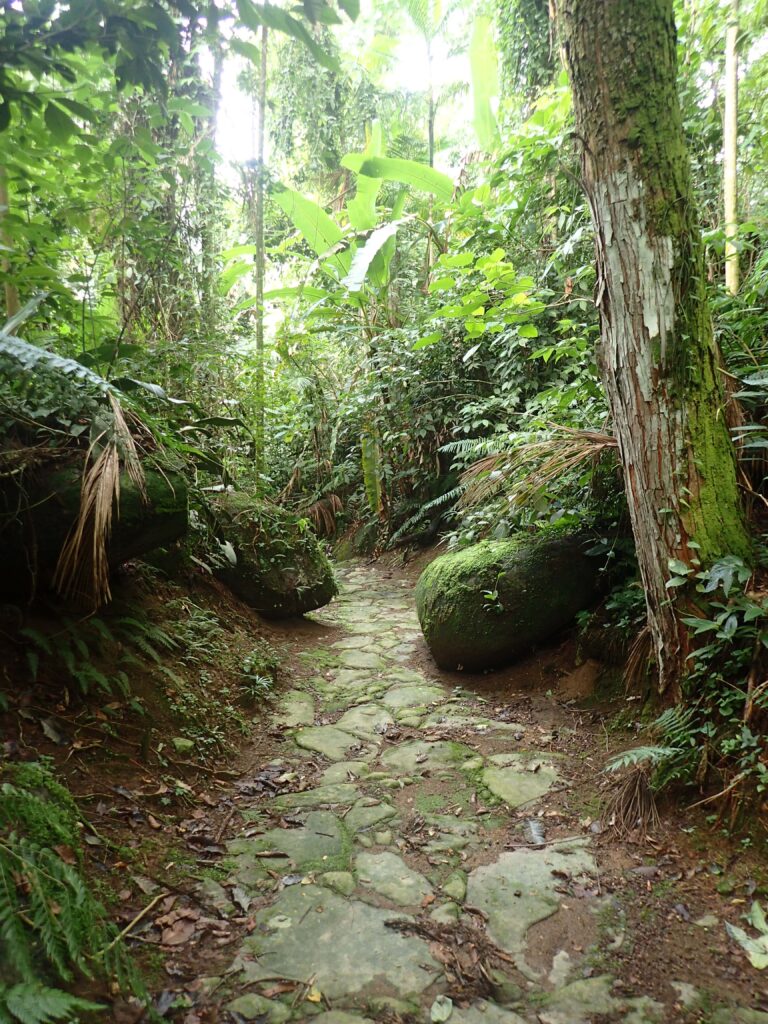 Atlantic Forest invading the Gold Trail-min