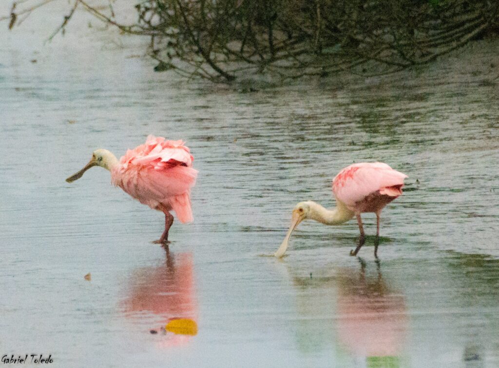 Bridwatching by kayak, colhereiro , pássaro rosa, manguezal, kayak tour, fauna local, aves, roseat spoonbill -min