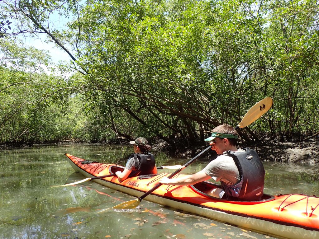 Flyer Inside the mangrove, tour, kayak, kayak de mer, brazil, paraty explorer, tours, passeios, natureza e vida selvagem-min