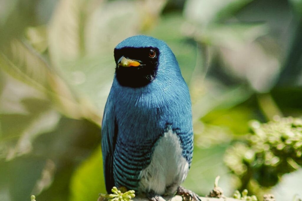 Mambucaba birdwatching tour-min