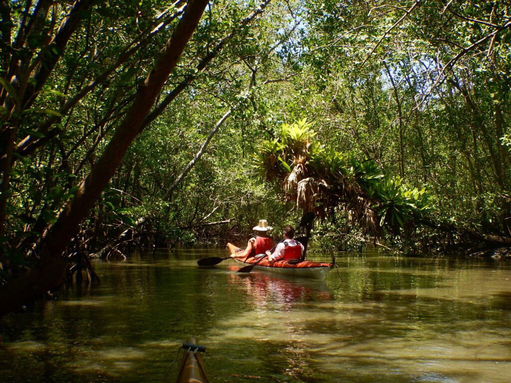 Paddling in the mangrove, bromelias overhead-min