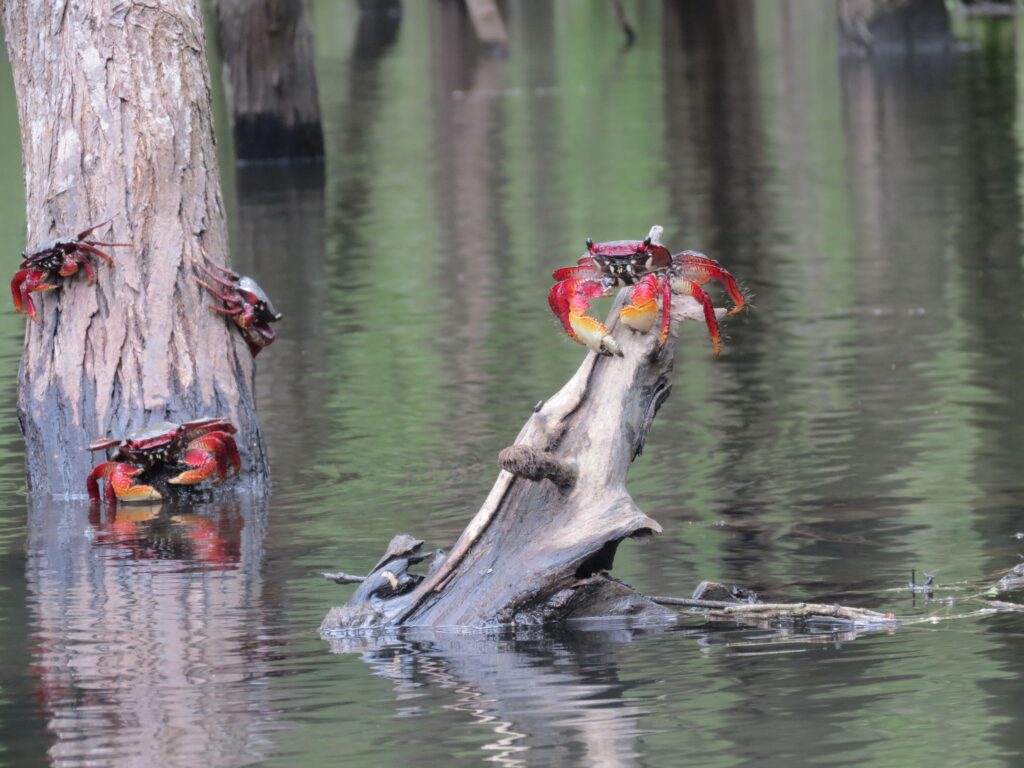 Red mangrove crabs-min