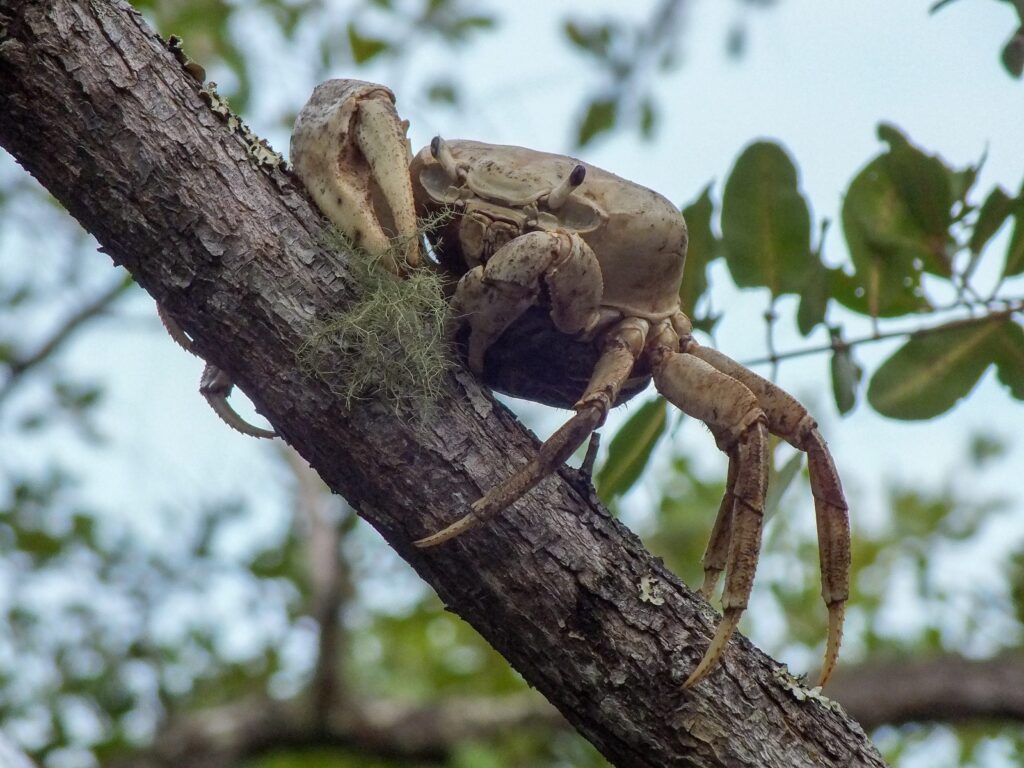 Spider crab, wild life, mangroove, vida selvagem, carangueijo, paraty explorer-min