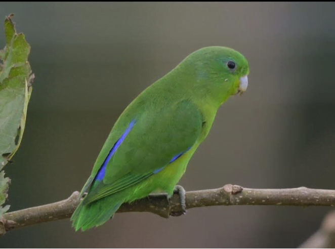 CobaltRumpedParrotlet