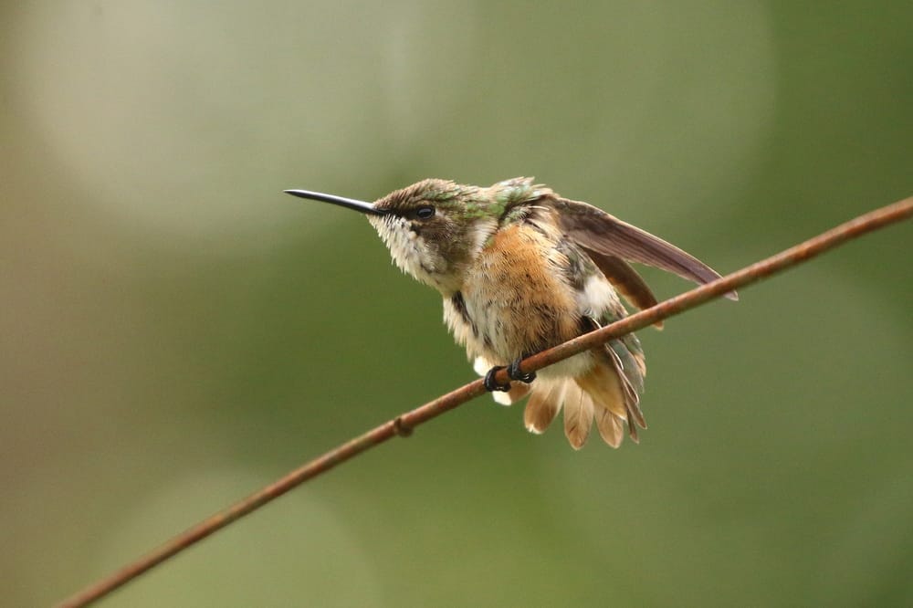 highHummingBird