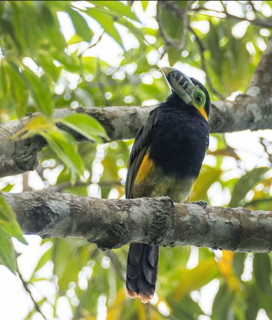 Arasari-Poca-Spot-billed-toucanet-selenidera-maculirostris-new