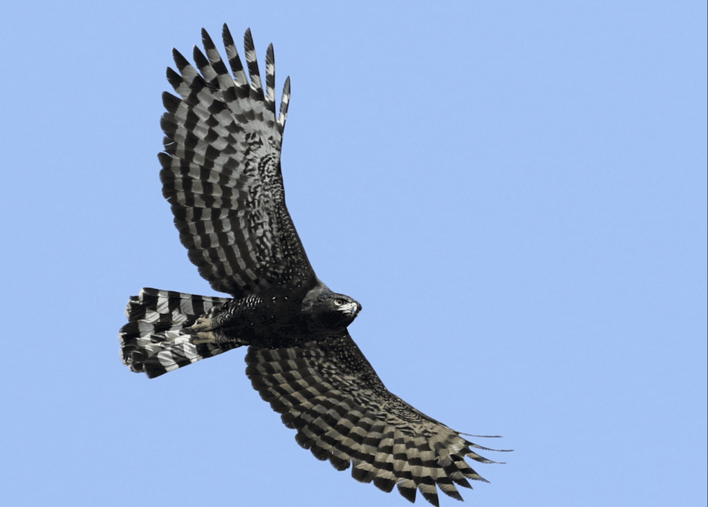 Black-Hawk-Eagle