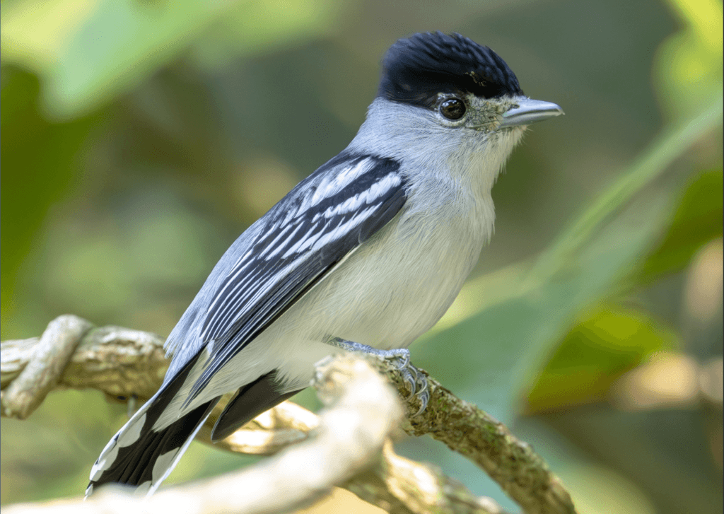 Black-capped-Becard