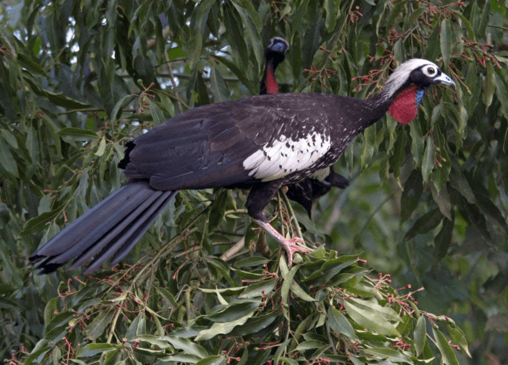 Black-fronted-Piping-Guan