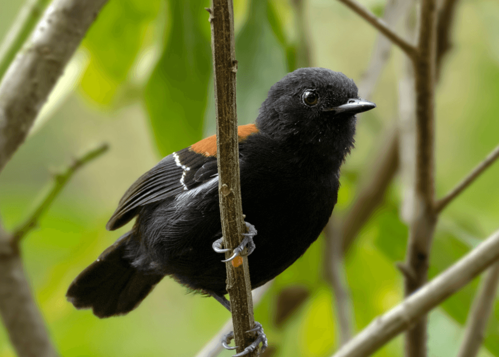 Black-hooded-Antwren