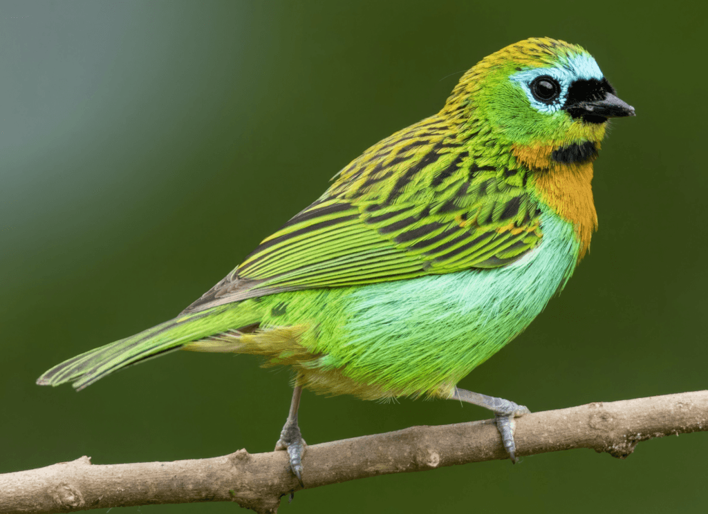 Brassy-breasted-Tanager