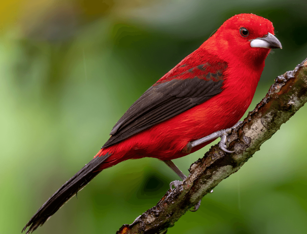 Brazilian-Tanager