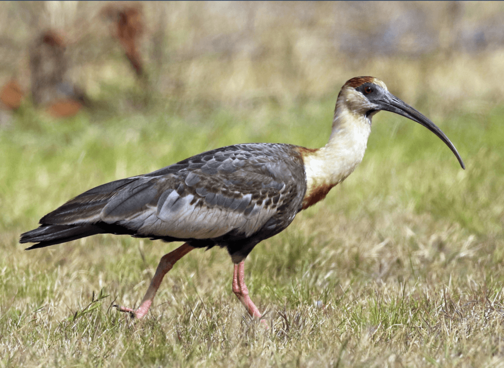 Buff-necked-Ibis