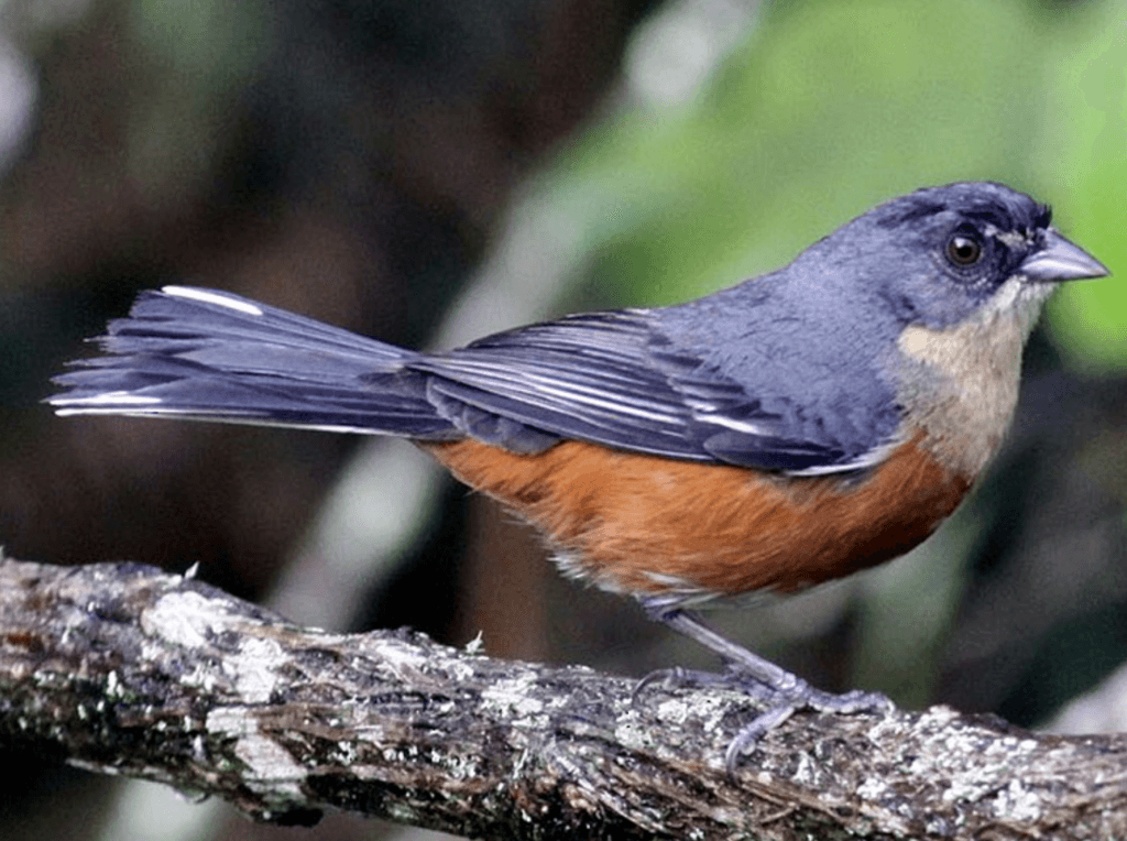 Buff-throated-Warbling-Finch