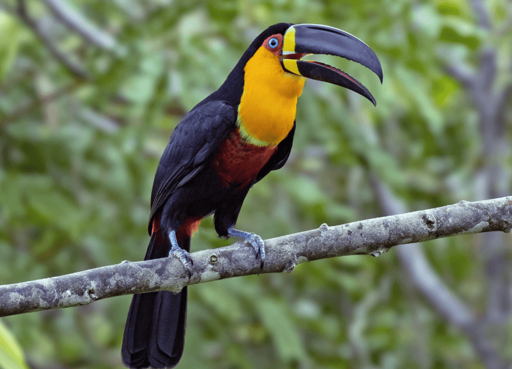 Channel-billed-Toucan