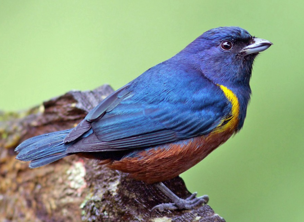 Chestnut-bellied-Euphonia