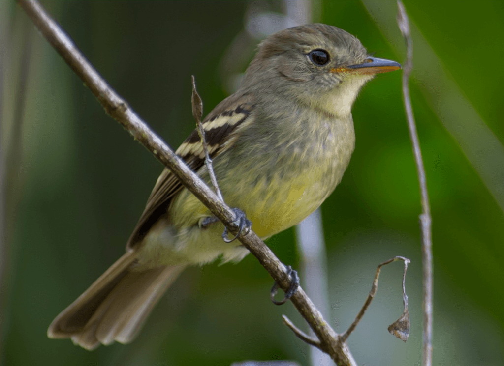Eulers-flycatcher