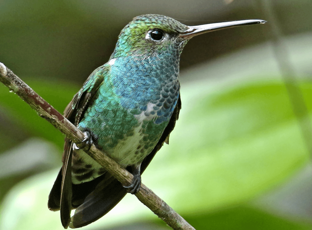 Glittering-throated-Emerald