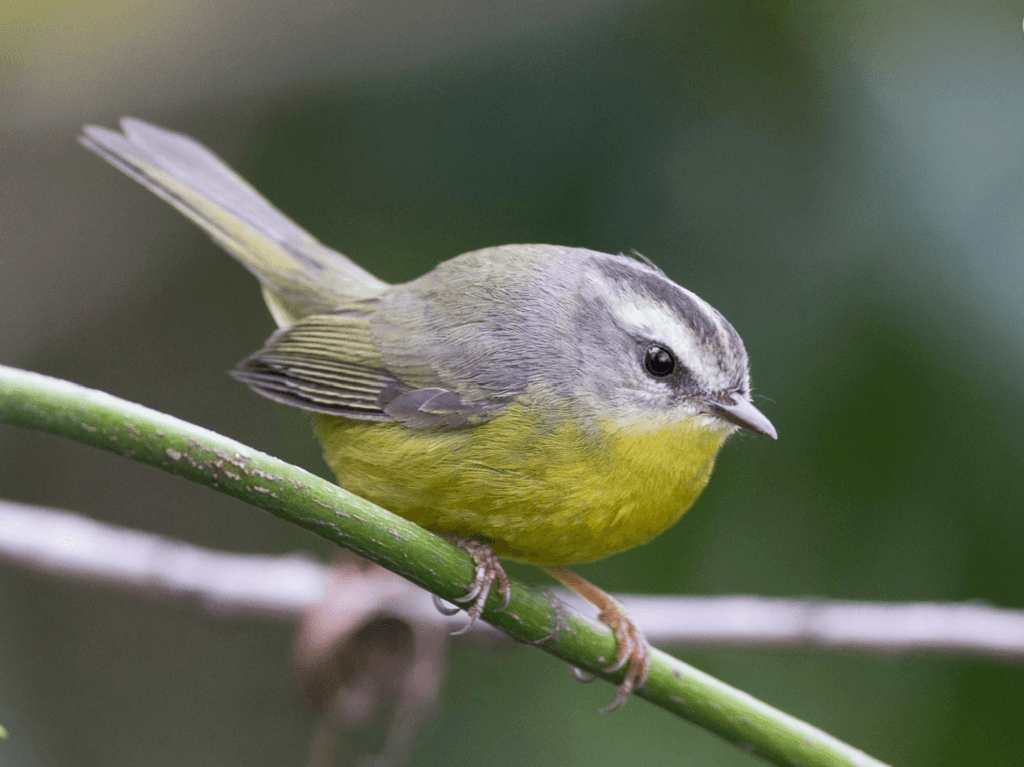 Golden-crowned-Warbler