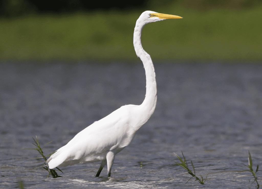 Great-White_Egret