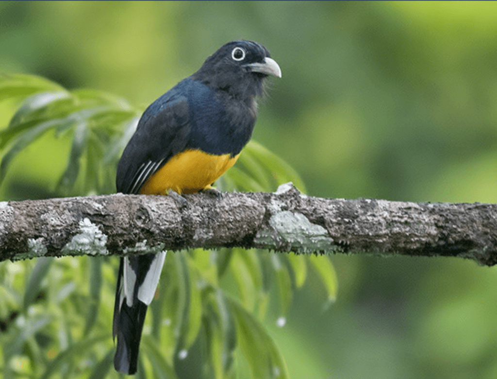 Green-Backed-Trogon