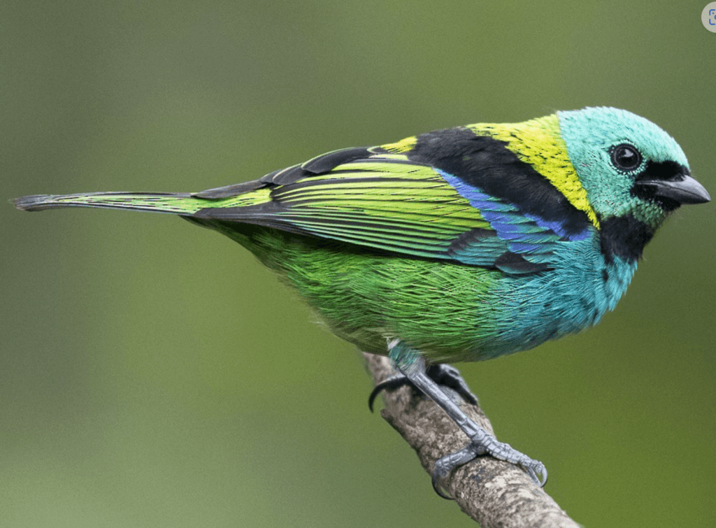 Green-headed-Tanager