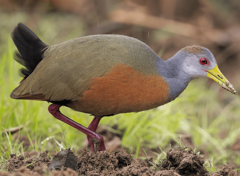 Grey-cowled-Wood-Rail