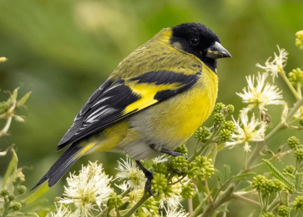Hooded-Siskin