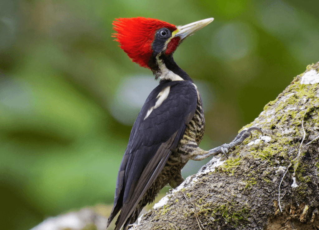 Lineated-Woodpecker