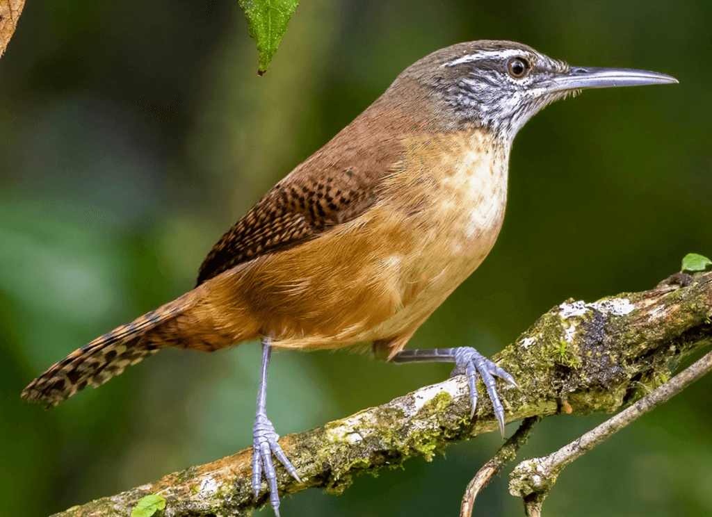 Long-billed-Wren