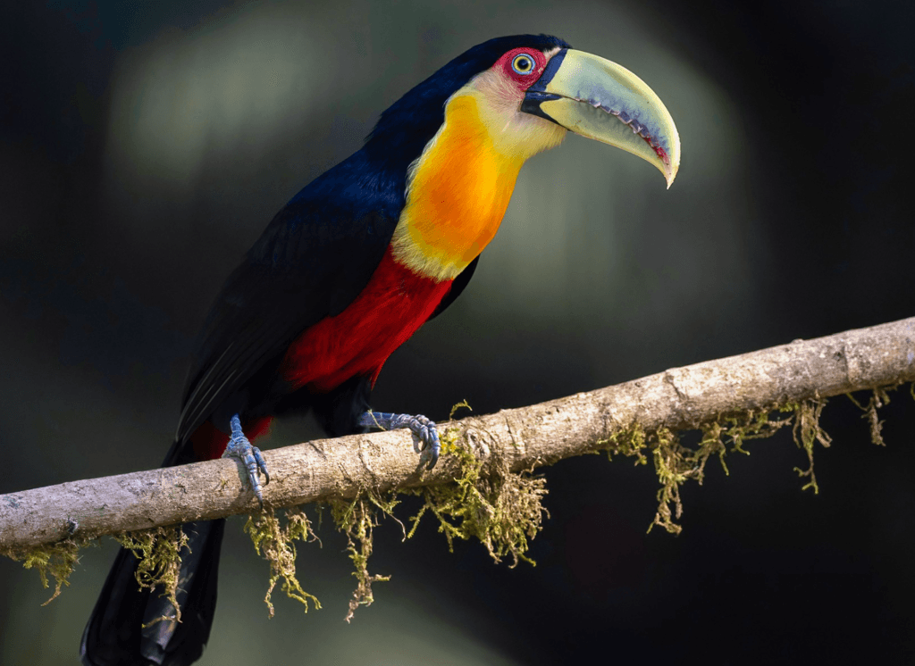 Red-breasted-Toucan