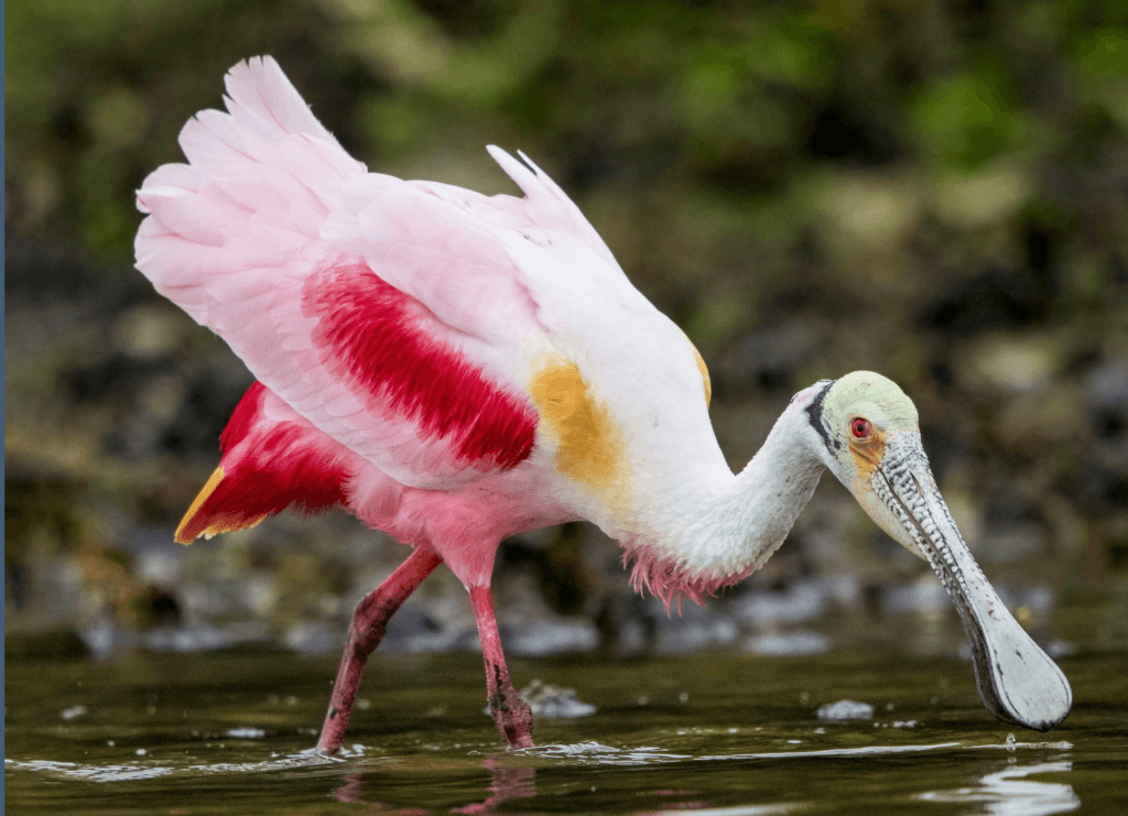 RoseateSpoonbill