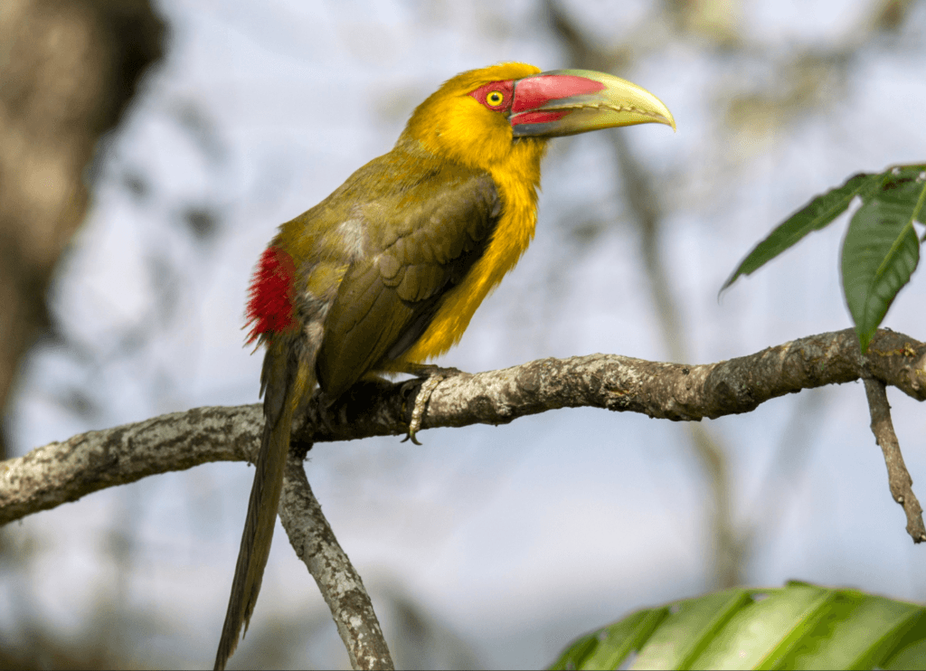 Saffron-Toucanet