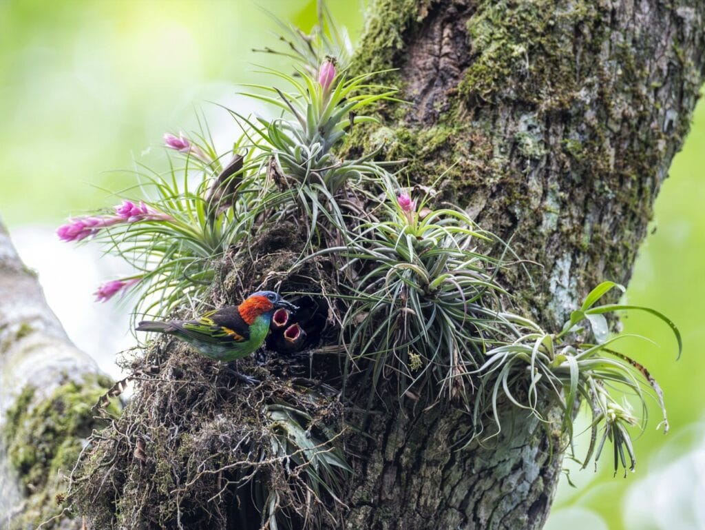 Sarinha-de-lenso-vermelho-Red-necked-Tanager-Tangara-cyanocephala-new