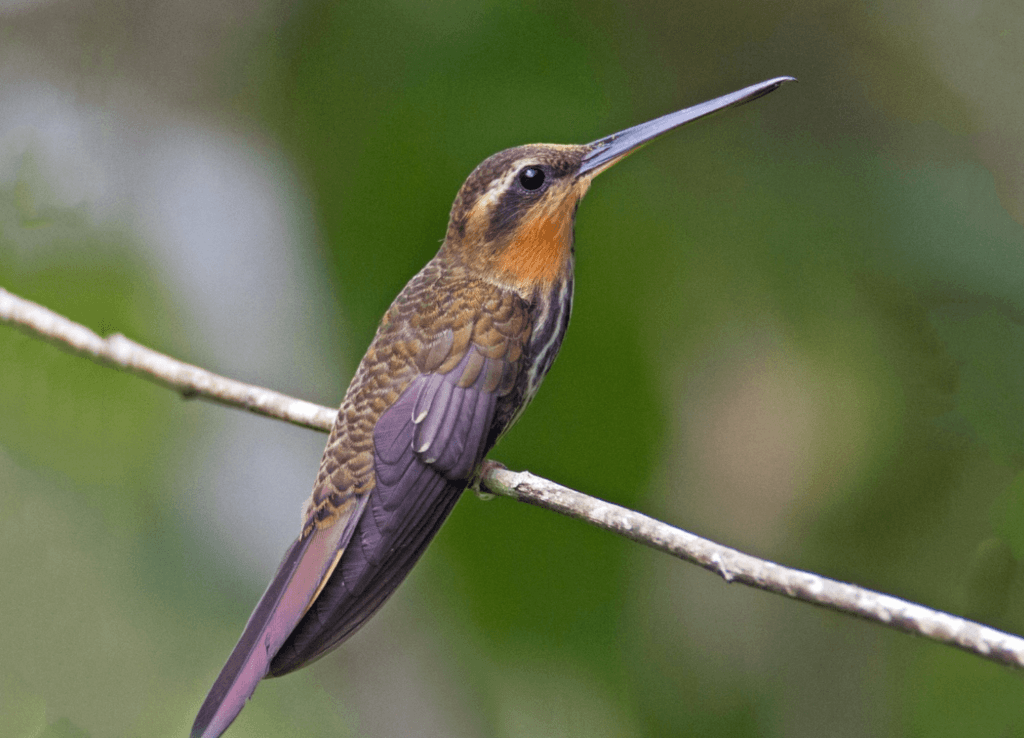 Saw-billed-Hermit