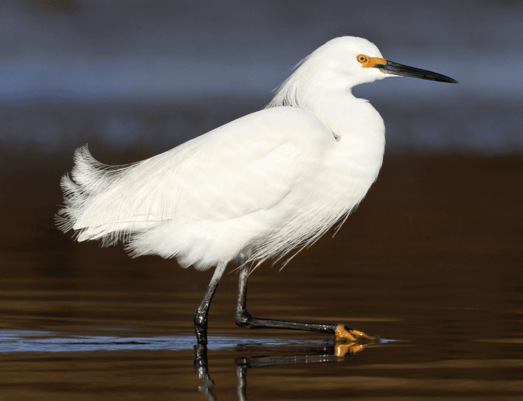 Snowy-Egret