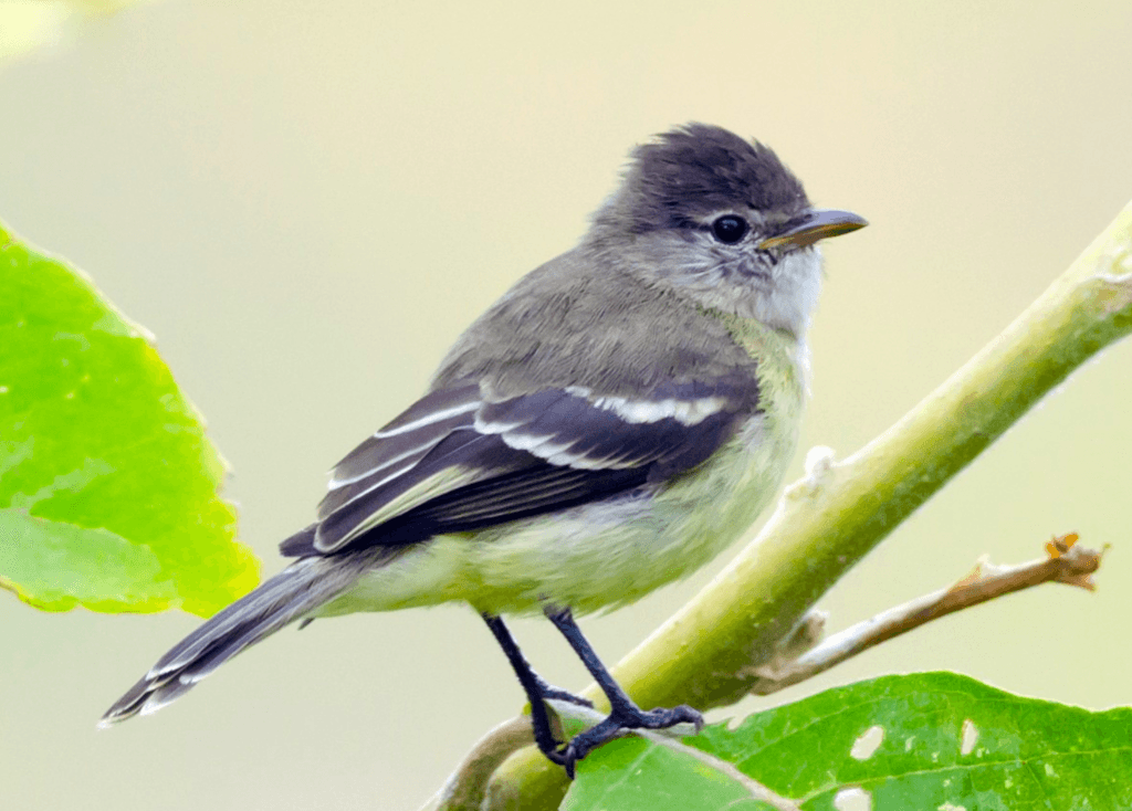 Southern-Beardless-Tyrannulet