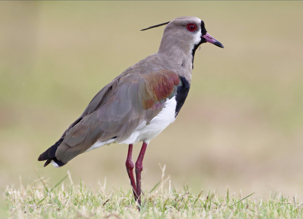 Southern-Lapwing