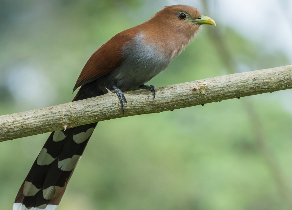 Squirrel-Cuckoo