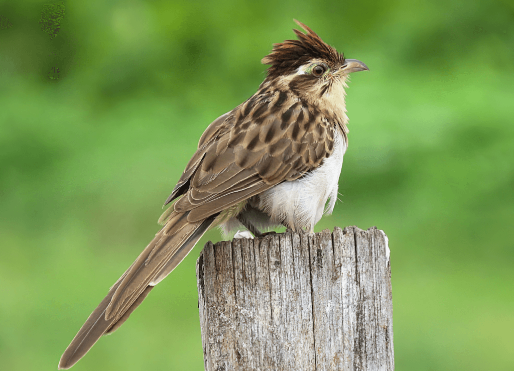 StripedCuckoo