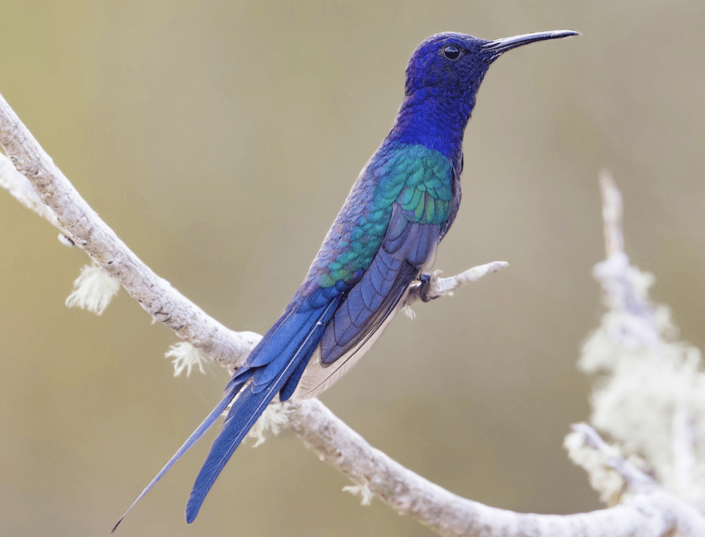 Swallow-tailed-Hummingbird