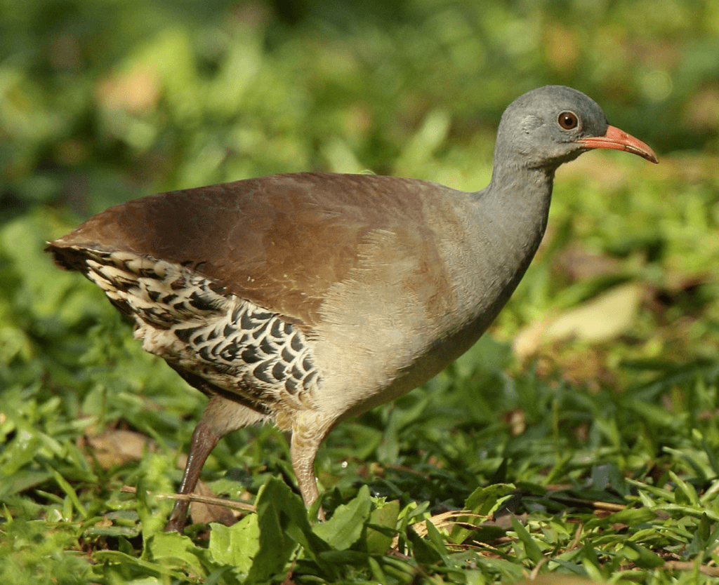 Tataupa-Tinamou