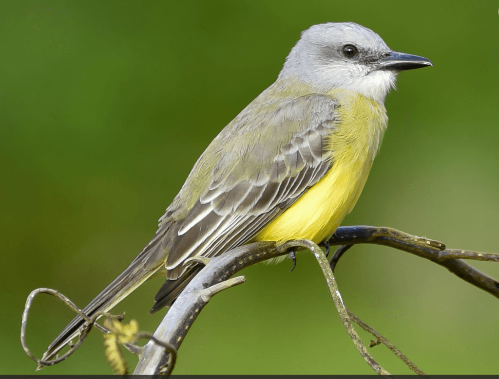 Tropical-Kingbird