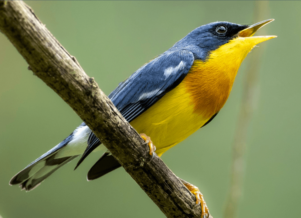 Tropical-Parula