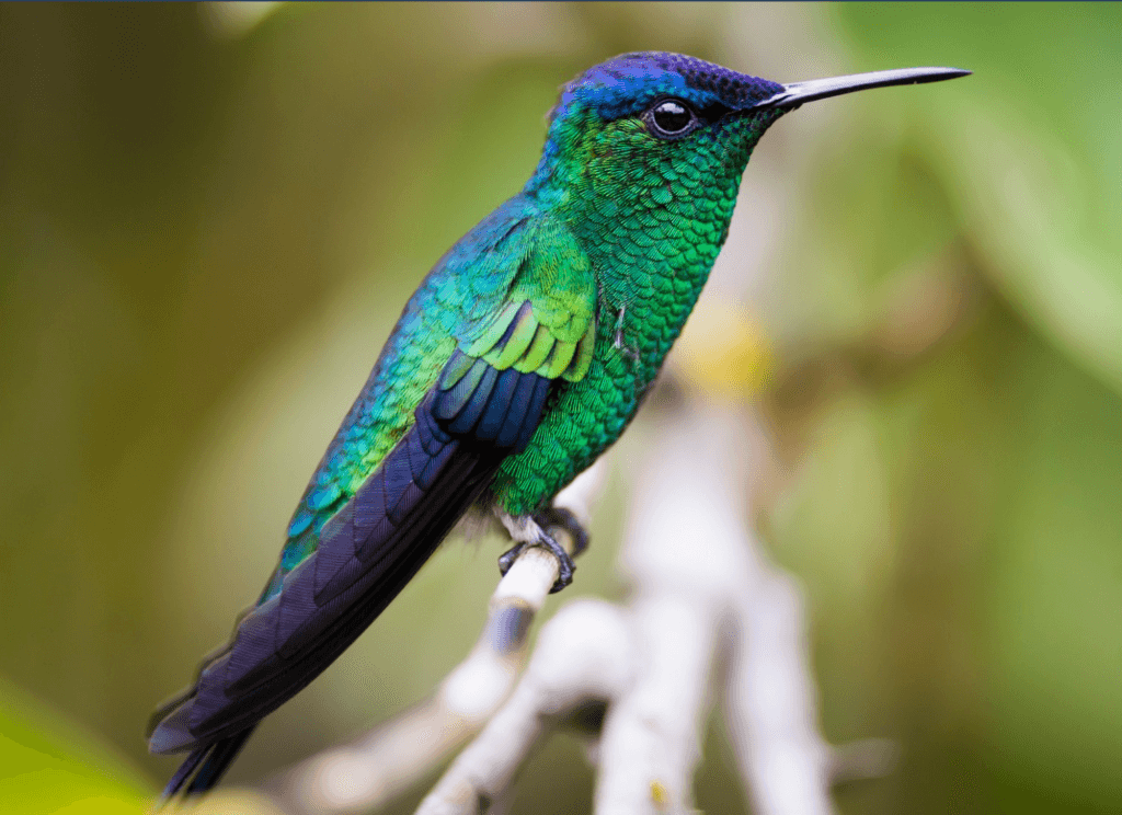 Violet-capped-Woodnymph