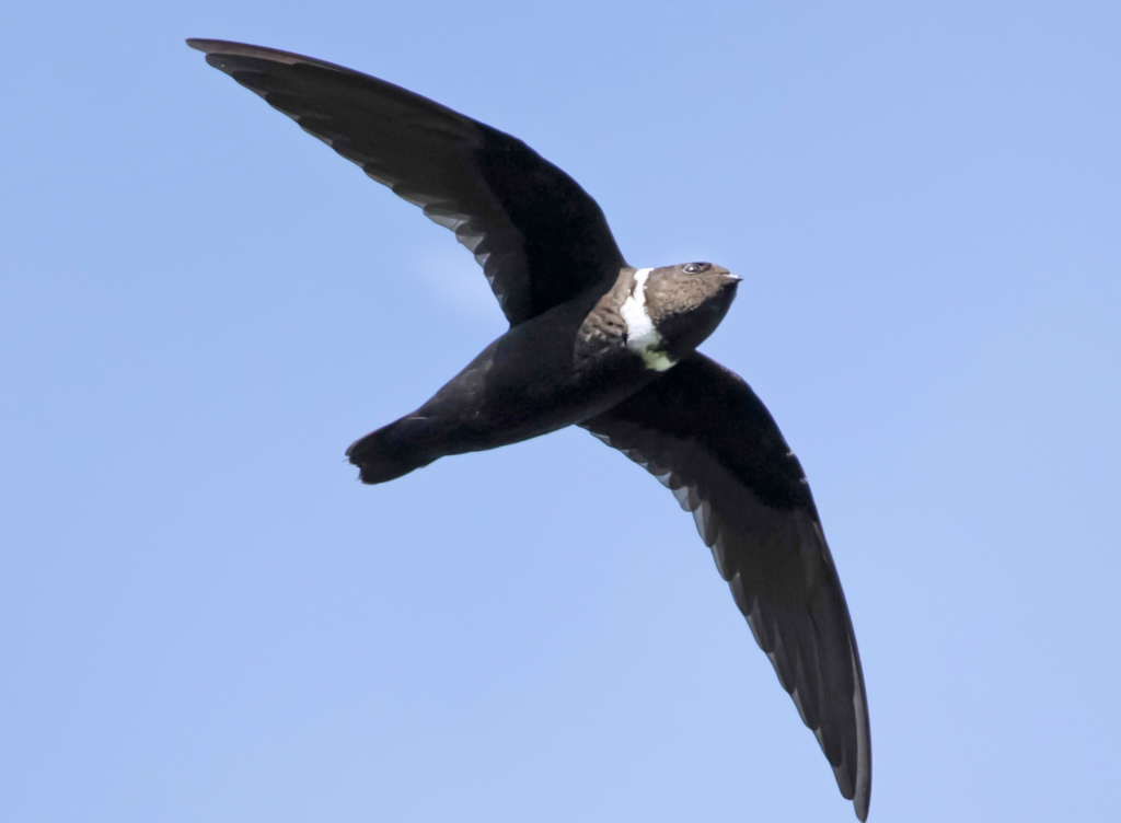 White-Collared-Swift