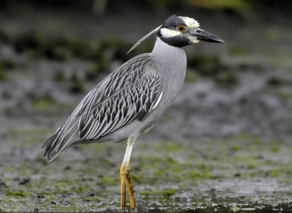 Yellow-crowned-night-heron