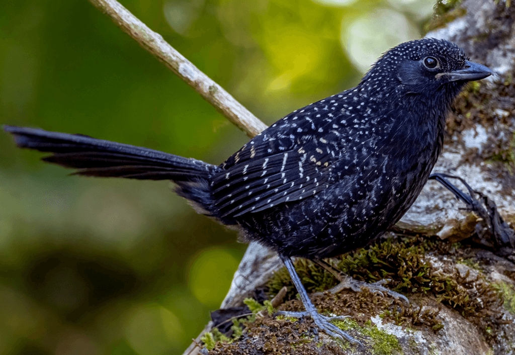 large-tailed-antshrike