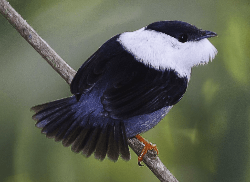 white-bearded-manakin